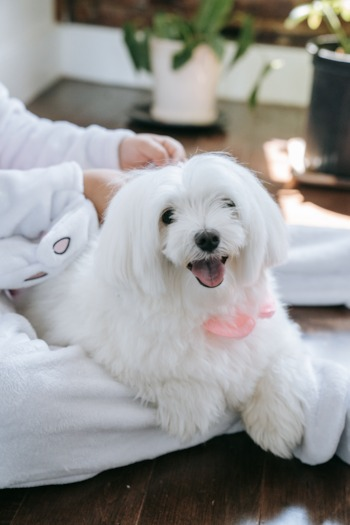 long hair Maltese sitting next to a person on a couch